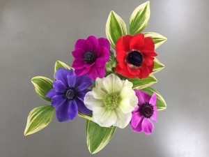 ｱﾈﾓﾈ2